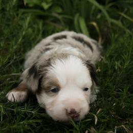 Madison - Red merle female Miniature Australian Shepherd puppy in Fairview, South Dakota from Dakota Toy Aussies
