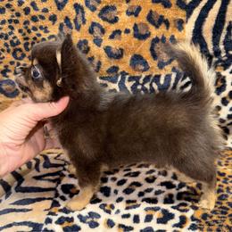 Milo 8735 - Black and tan male Chihuahua puppy in Fredericksburg, Indiana from Country Star Chihuahuas