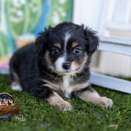 Frida - Black tri female Toy Australian Shepherd puppy in Granbury, Texas from Best Little Aussies