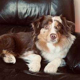 Miniature Australian Shepherds and Pembroke Welsh Corgis from Sorrel Sands Corgis & Mini Aussies