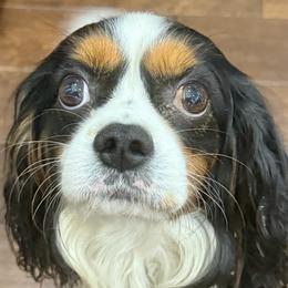 Hans - Cavalier King Charles Spaniel