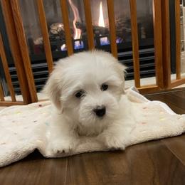 Coton de Tulear Puppies from Polar Pup Cotons