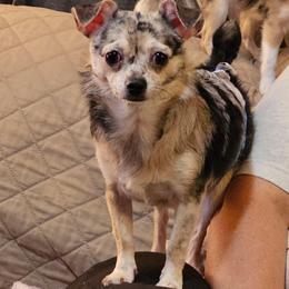 Rosco - Merle male Chihuahua puppy in Meridian, Oklahoma from Crazy Love Kennels