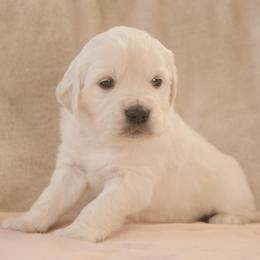 Pink Collar - Light golden female Golden Retriever puppy in Roseburg, Oregon from Unbound Goldens