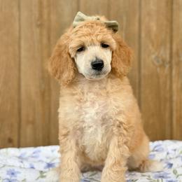 Dorothy - Red  female Poodle puppy in Bellville, Ohio from Cedar Ridge Standard Poodles
