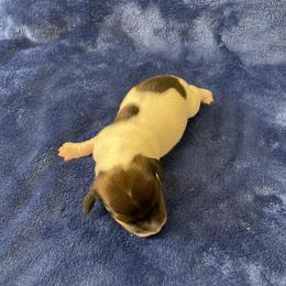 Male 1 Piebald - Wild boar male Dachshund puppy in Bakersfield, California from Open Hourglass LLC