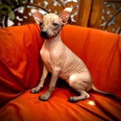 Lucia - Gray female Xoloitzcuintli puppy in Sunnyside, Washington from Xolos Jazmin
