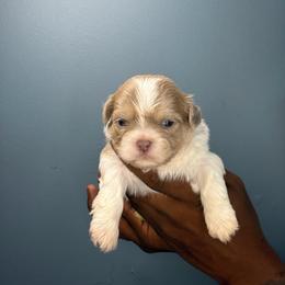 Brux - Lilac male Shih Tzu puppy in Union City, Georgia from Chinx Puppy Songs