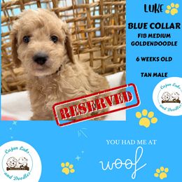 Luke - Cream Goldendoodle puppy in Raceland, Louisiana from Cajun Doodles