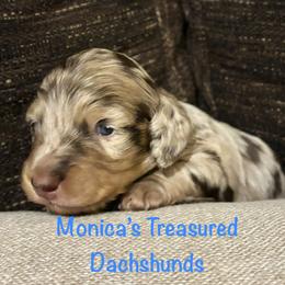 Apollo - Dapple male Dachshund puppy in Humble, Texas from Monica’s Treasured Dachshunds