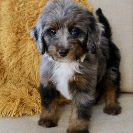 Cozy - Merle female Bernedoodle puppy in Murray, Utah from Sun Valley Doodles