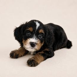 Lady - Black and tan female Cavapoo puppy in Floyd, Virginia from Hearts and Paws Poodles and Doodles