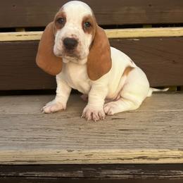 Merle - Lemon and white male Basset Hound puppy in Walnut Grove, Missouri from C & L Beagles and Bassets
