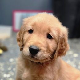 Jack  (Harvest Party) - Golden male Golden Retriever puppy in Lebanon, Oregon from Soda Springs Kennel