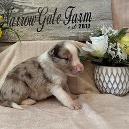 Max - White and red merle male Border Collie puppy in Moody, Texas from Narrow Gate Farm