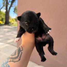Prince - Black and white male Pomsky puppy in Spring Hill, Florida from Besties Paw Life