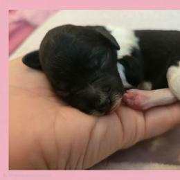 Girl 5 - Parti female Poodle puppy in Bauxite, Arkansas from Mountain Ridge Poodles