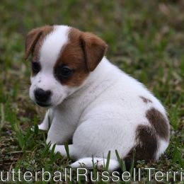 Paulie - White and tan male Russell Terrier puppy in Citra, Florida from Butterball Kennel