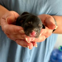 Girl 5 - Black tri-color female Australian Shepherd puppy in Odessa, Texas from Yucca Blossom Pups