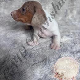 Bluey - Piebald male Dachshund puppy in Lufkin, Texas from CSW Dachshunds