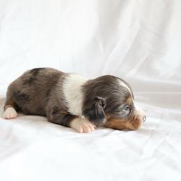 Bella - Dapple female Dachshund puppy in Fredericksburg, Ohio from William's Dachshunds