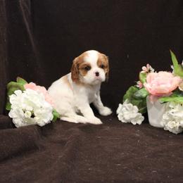 Girl 2 - female Cavalier King Charles Spaniel puppy in Mt. Ulla, North Carolina from Divine Cavaliers