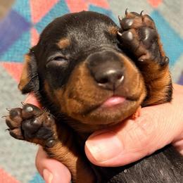 Stripe (orange male) 2887.7 - Black and tan male Dachshund puppy in Loris, South Carolina from Dogwood Mountain Dachshunds