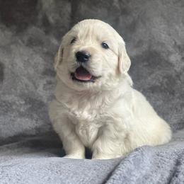 Boy pick 6 - Light golden male Golden Retriever puppy in Waterford, Pennsylvania from Living on Faiths Golden Retrievers