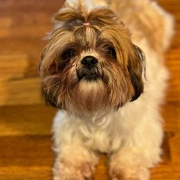 Roxy - Shih Tzu