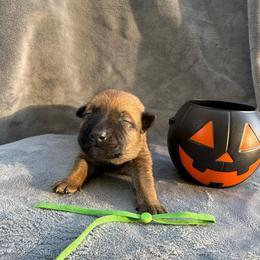Pistachio - Red sable female Belgian Malinois puppy in Sheridan, Arkansas from Dark Sky Kennels
