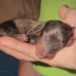 Ember - Dapple female Dachshund puppy in Lufkin, Texas from Dixie Chic Frenchies