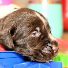 Boy number 3 - Liver and white male German Wirehaired Pointer puppy in Wallis, Texas from Jagged Edge German Wirehaired Versatility Dogs