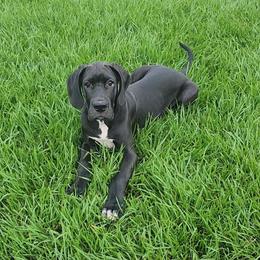 Ellie - Black female Great Dane puppy in Walker, Louisiana from La Rebel Danes