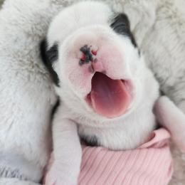 Boston Terrier puppies from Edna's Homegrown Frenchies