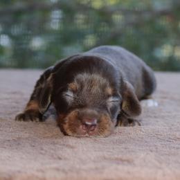 Puppy D Purebred DNA Tested Parents Family Raised - Chocolate and tan female Dachshund puppy in Haines City, Florida from Divine Poodle Paradise Standard Poodles & Divine Dachshunds
