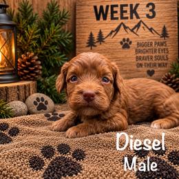 Diesel - Red male Australian Labradoodle puppy in Eastover, North Carolina from Joyful Hearts Australian Labradoodles