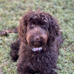 Coco - Australian Labradoodle