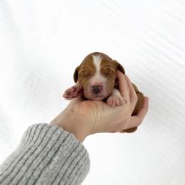 Fig - Apricot male Goldendoodle puppy in Independence, Oregon from Ankeny Doodles