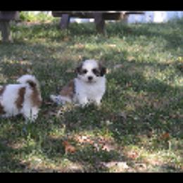 Dexter - Brown and white male Shichon puppy in Moulton, Iowa from Shondel Puppy Paws