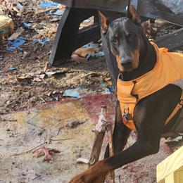 Doberman Pinscher All Grown Up from Morgan Doberman Kennel