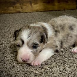 Miracle - Brindle merle and white male American Corgi puppy in Temple, Texas from Silver Moon Cardigan and American Corgis
