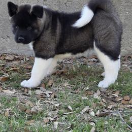 Akita Puppies from Folklore Akitas