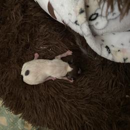 Junie - Chocolate and white female Chihuahua puppy in Red Bluff, California from Aye Chihuahua
