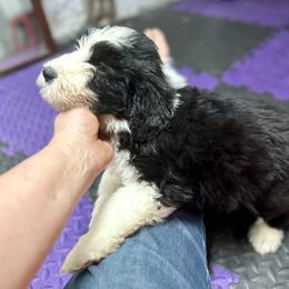 Bearded Collie and Border Collie Puppies from Beloved Bearded & Border Collies