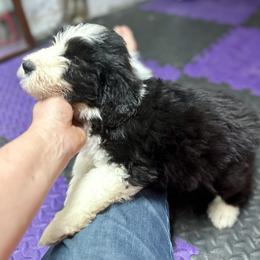 Bearded Collie and Border Collie Puppies from Beloved Bearded & Border Collies