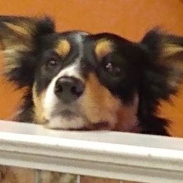 Border Collies from Bonita's Border Collies
