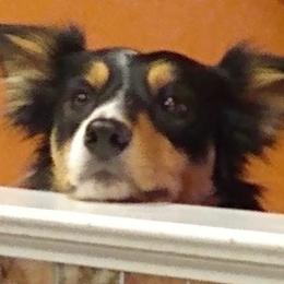 Border Collies from Bonita's Border Collies
