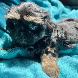 Shih Tzus from Heavenly Kennels