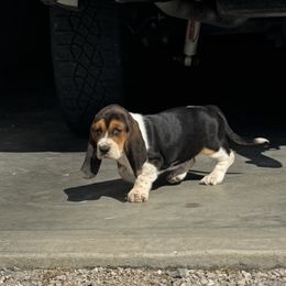 Girl 2 - Black brown and white female Basset Hound puppy in Liberty, Kentucky from Lovable Basset Hounds