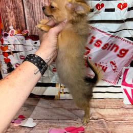 6595 Toby - Chocolate blue male Chihuahua puppy in Palmyra, Indiana from Country Star Chihuahuas